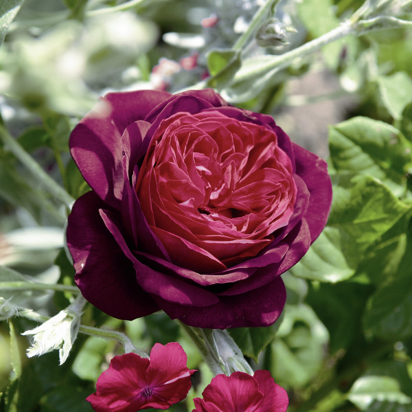 ASTRID GRÄFIN VON HARDENBERG®